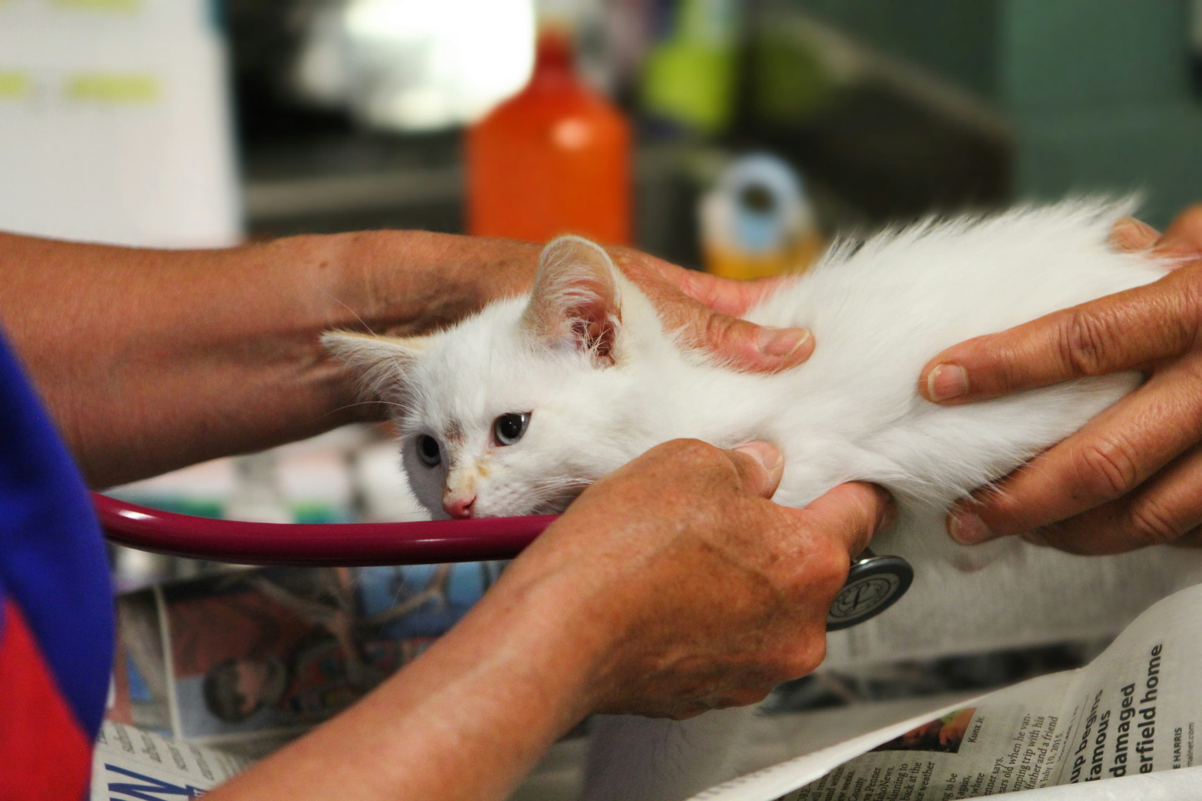 White kitten getting a checkup at a veterinary clinic